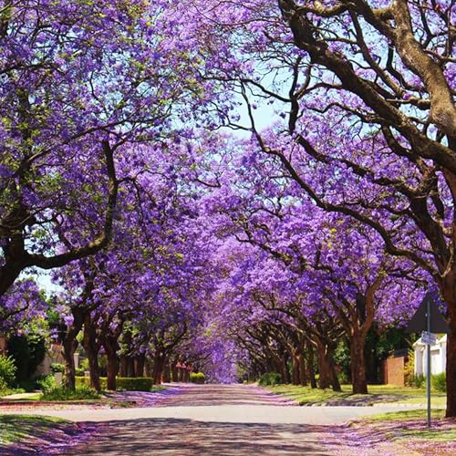 Best Trees for Drought Tolerance