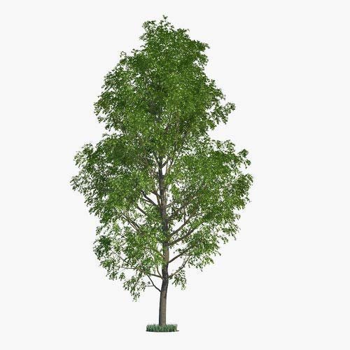 Best Trees for Fast Shade