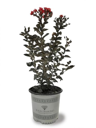 Best Trees for Hot Climates