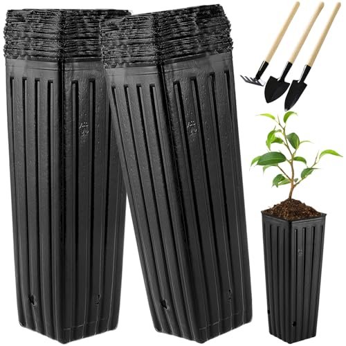 Best Trees for Large Pots