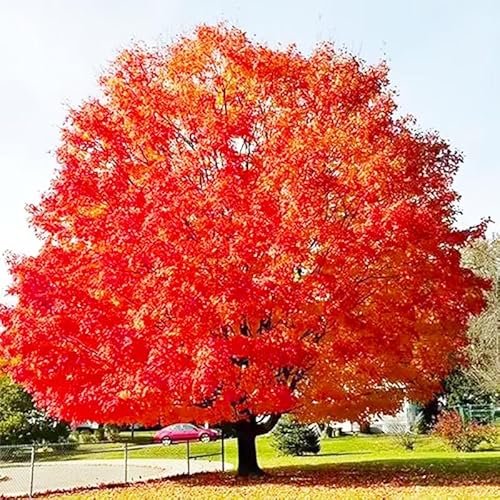 Best Trees for Street Planting