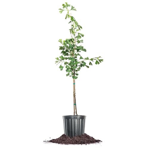 Best Trees for Urban Areas