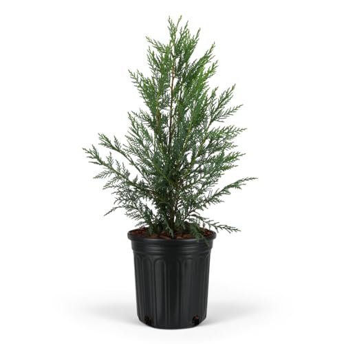 Best Trees for Windbreaks