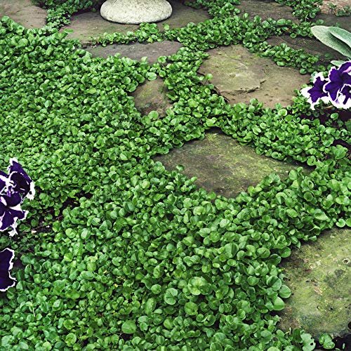 Best Weed Control for Humid Areas