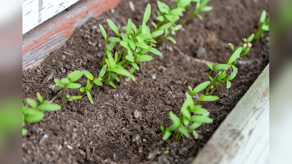 How to Apply Compost to Soil for Maximum Effectiveness