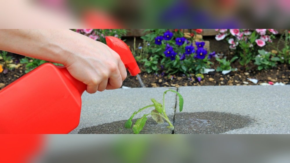 How to Apply Organic Weed Killer Without Harming Your Plants