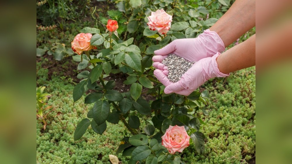 How to Choose the Best Fertilizer for Roses