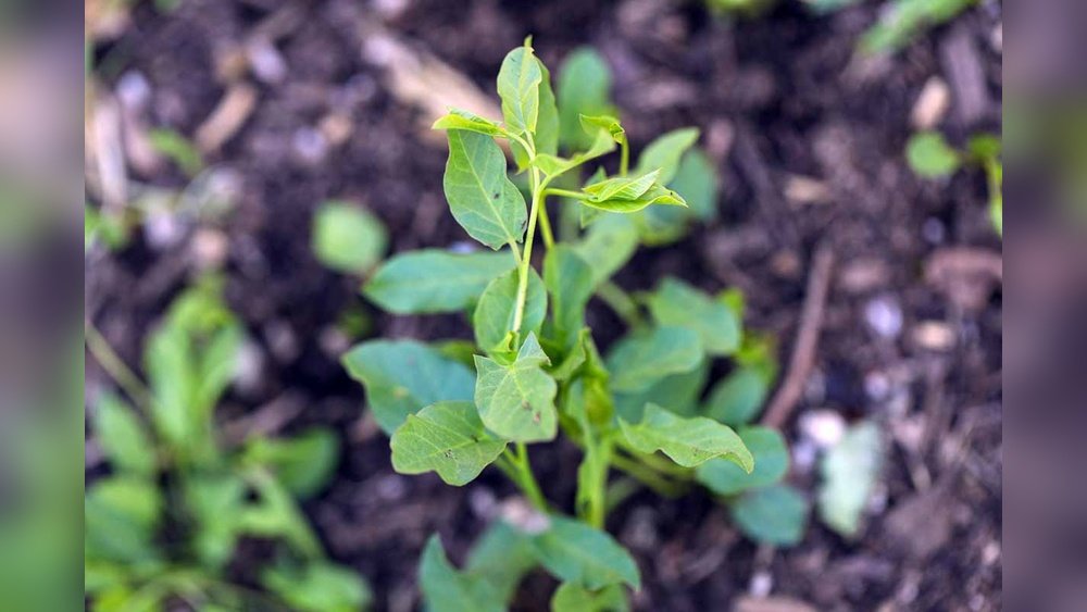 How to Control Bindweed in Your Garden