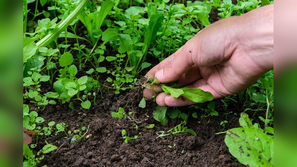 How to Control Chickweed in Your Flower Beds