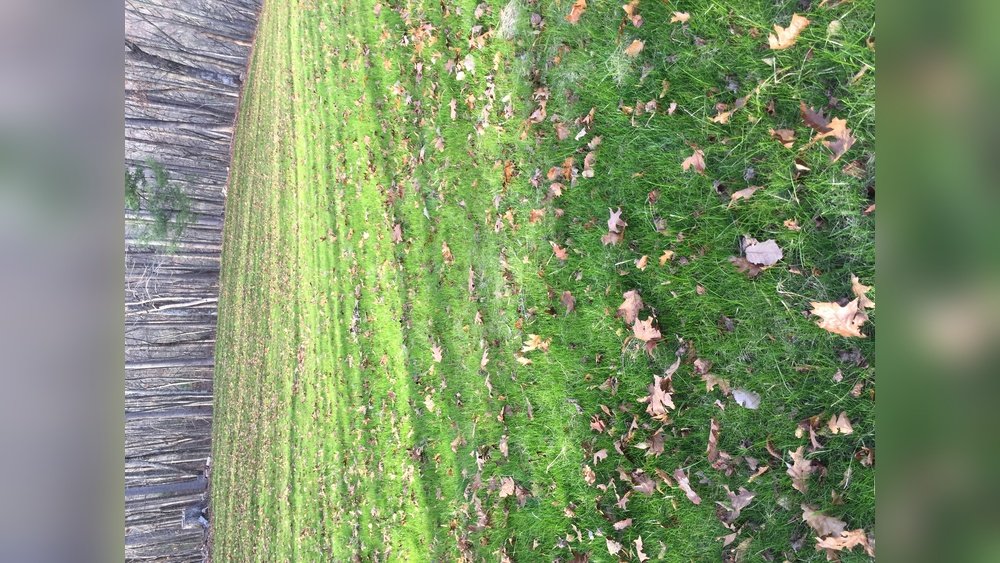 How to Control Weeds in Fescue Grass Lawns