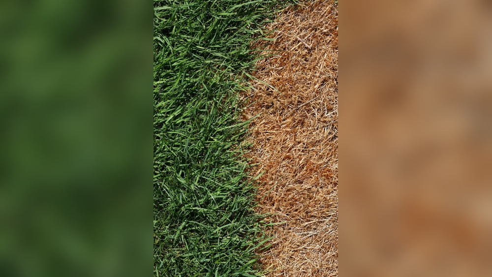 How to Deal With Over-Fertilizing Your Lawn