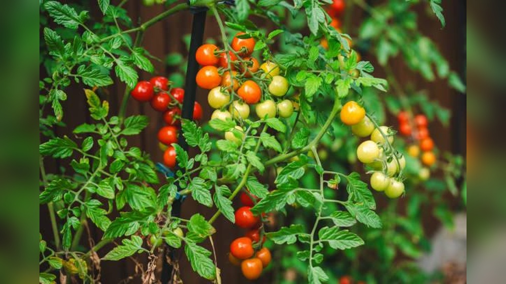 How to Fertilize Tomato Plants Using Organic Methods