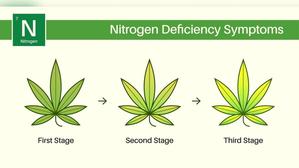 How to Fix Nitrogen Deficiency in Plants Using Fertilizer