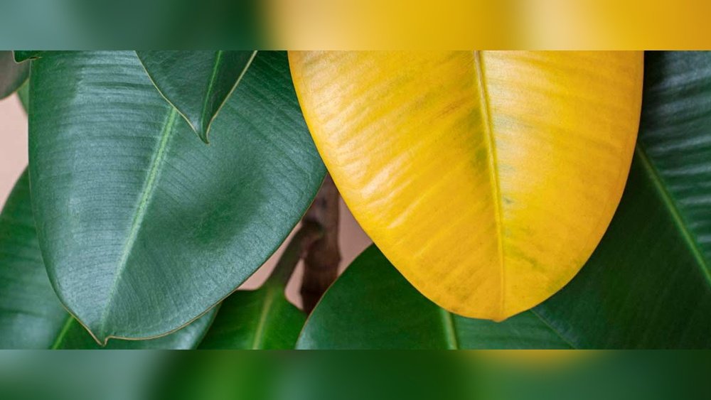 How to Fix Yellowing Leaves Caused by Soil Nutrient Imbalance