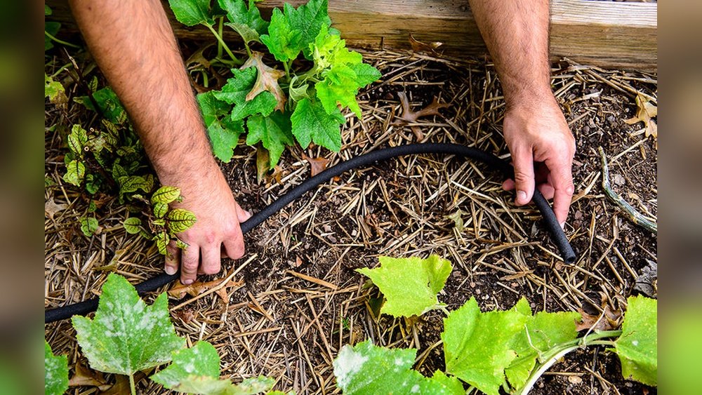 How to Install a Soaker Hose in a Garden