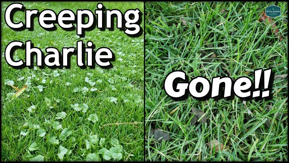 How to Kill Creeping Charlie in Your Lawn