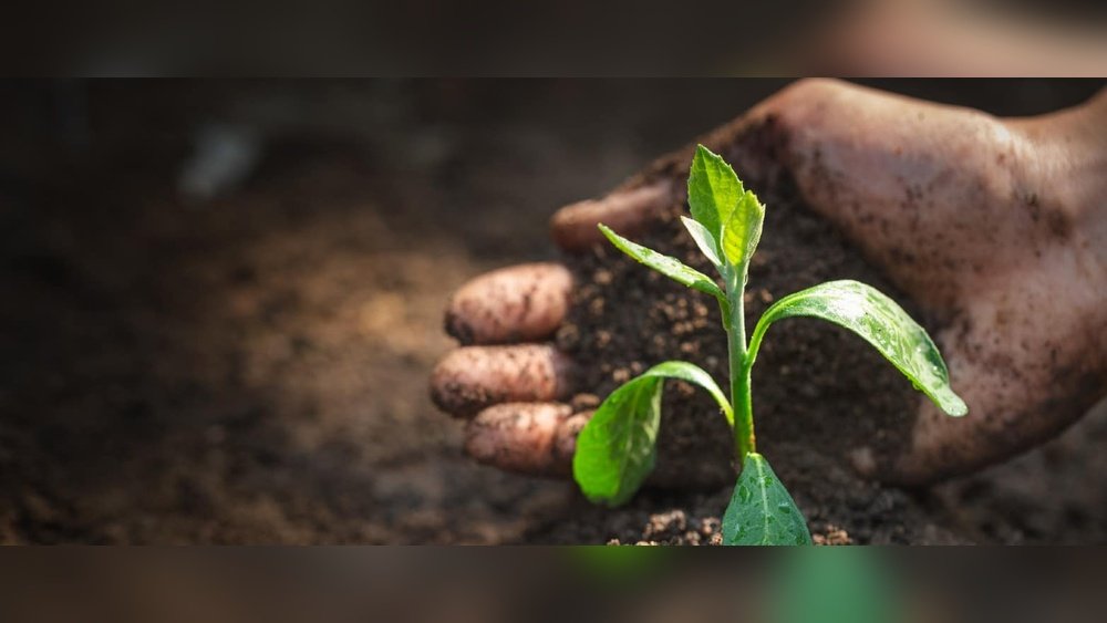 How to Maintain a Healthy Ph Level in Soil With Fertilizers