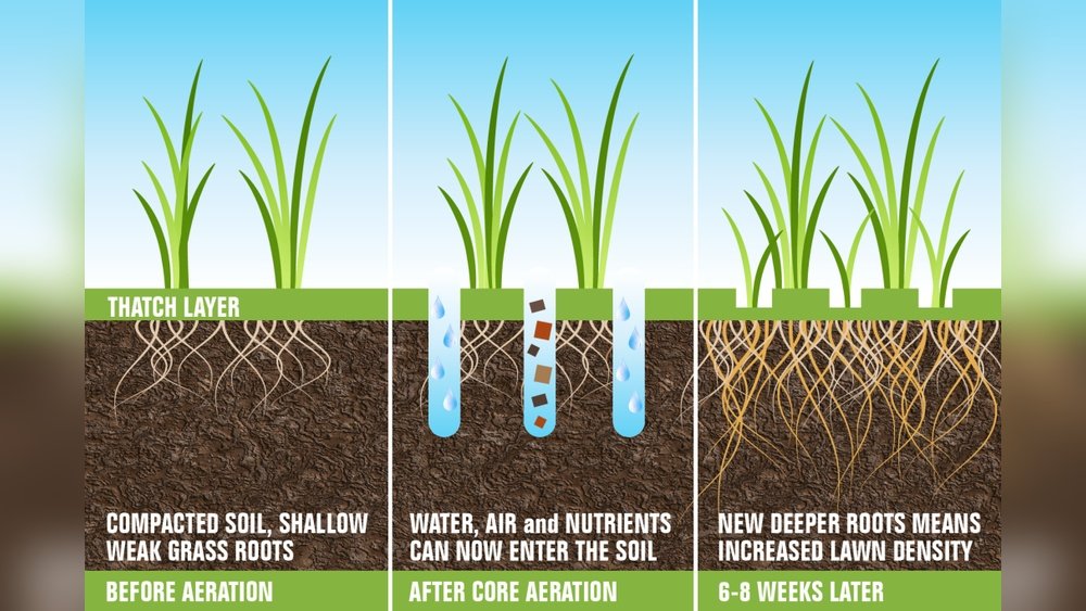 How to Overseed a Lawn After Aerating