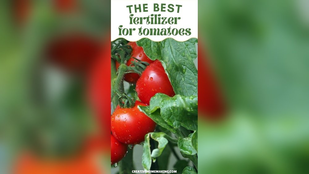 How to Pick the Best Fertilizer for Tomatoes And Peppers