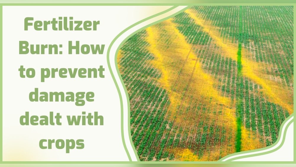 How to Prevent Burning Plants With Over-Application of Fertilizer