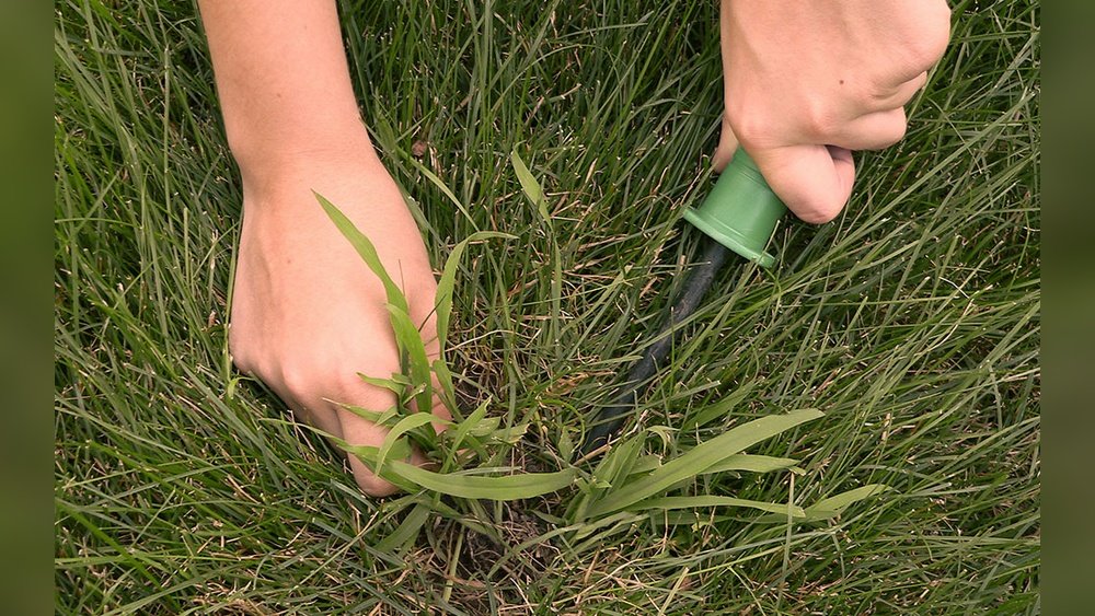 How to Prevent Crabgrass in Your Lawn