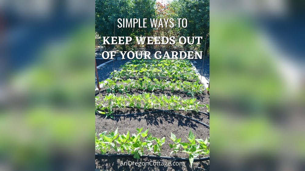 How to Prevent Weeds from Growing in Vegetable Gardens