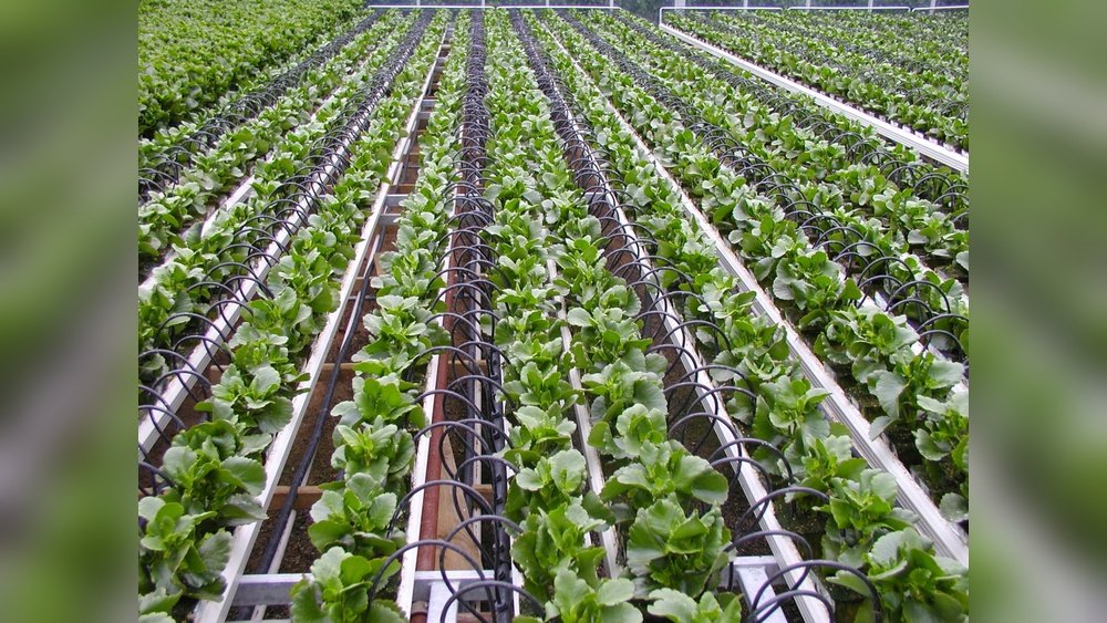 How to Reduce Water Waste With a Drip Irrigation System