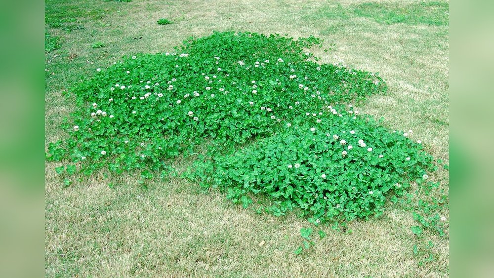 How to Remove Clover from Your Lawn Without Chemicals
