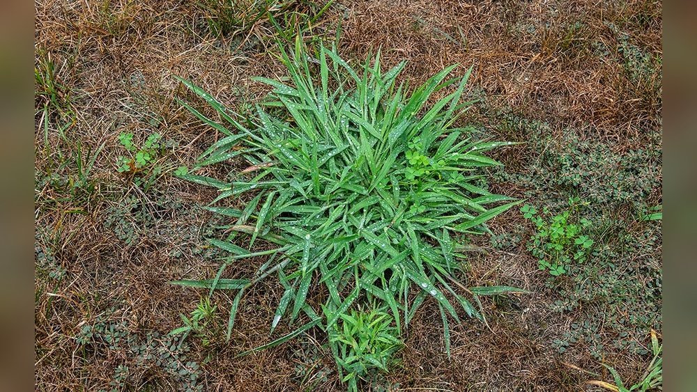 How to Remove Crabgrass from Your Lawn