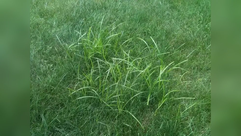 How to Remove Nutgrass from Your Garden