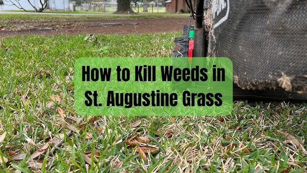 How to Remove Weeds from St. Augustine Grass Lawns