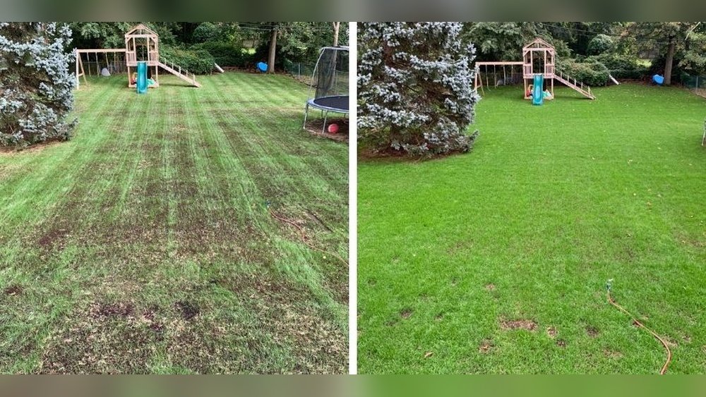 How to Repair a Lawn With Overseeding After Aeration