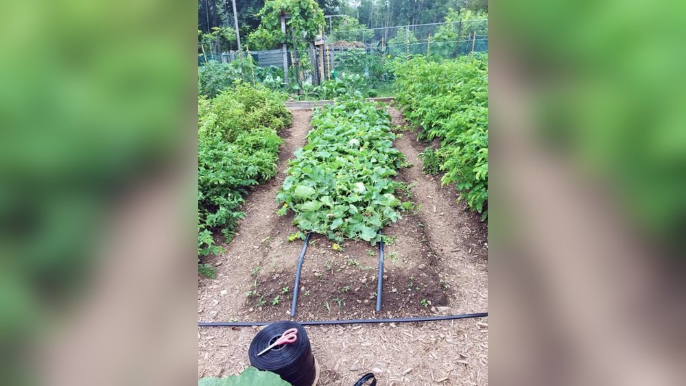 How to Set Up a Drip Irrigation System for Vegetable Gardens