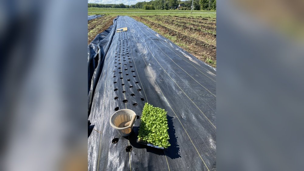 How to Use Landscape Fabric for Weed Prevention