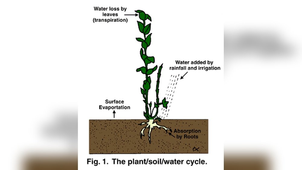 How to Water Your Garden Efficiently Using a Sprinkler System