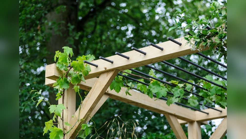 Best Climbing Plants for Pergola Ideas