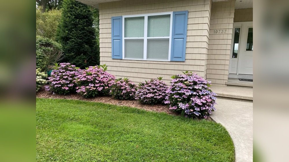 Best Low Maintenance Flowers for Front Yard