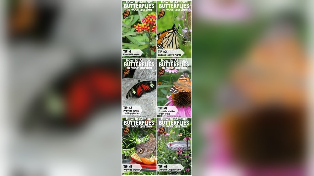How to Attract Butterflies to Garden