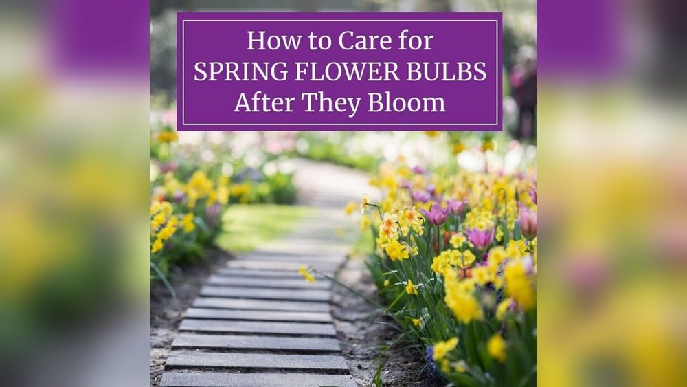 How to Care for Flower Bulbs After They Bloom