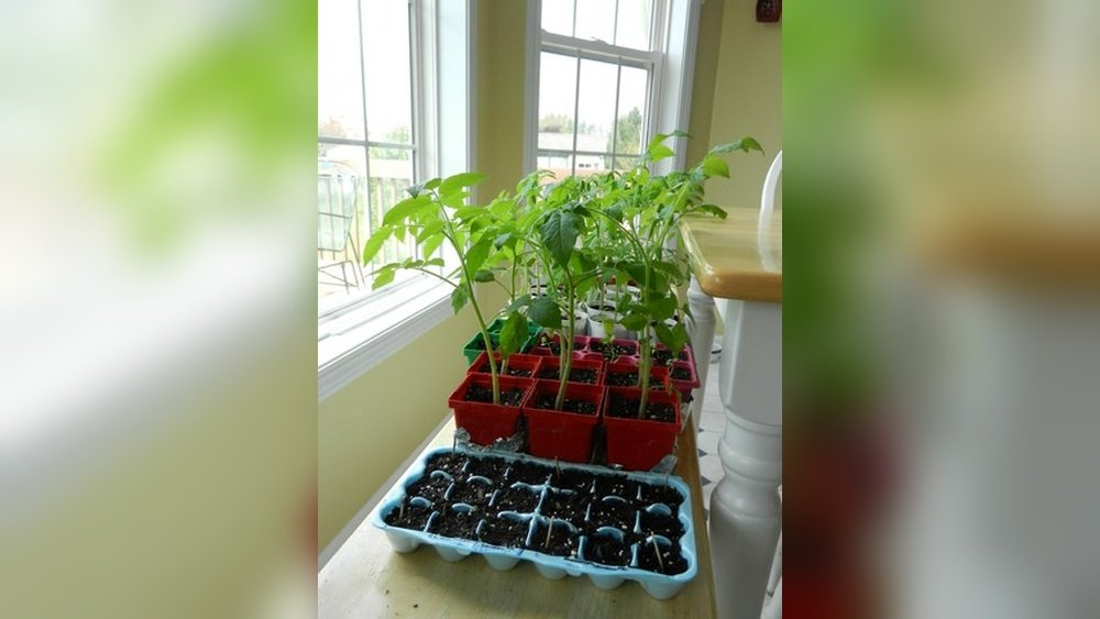 How to Care for Indoor Seed Starts before Planting Outside