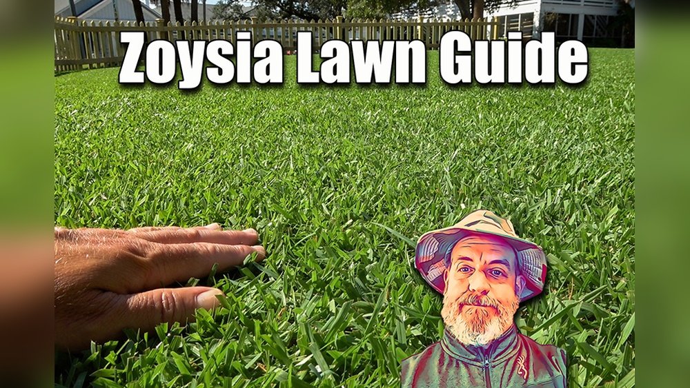 How to Care for Zoysia Grass Guide