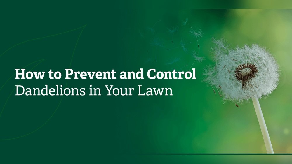 How to Control Dandelions in Your Lawn