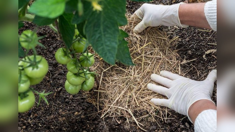 How to Control Weeds in Flower Beds Naturally