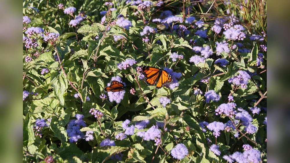 How to Create a Pollinator Garden Guide