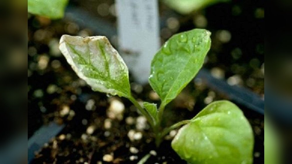 How to Fix Slow Seed Germination in Your Garden