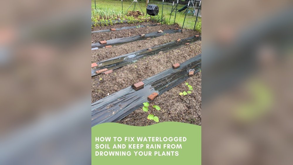 How to Fix Waterlogged Soil in Raised Bed