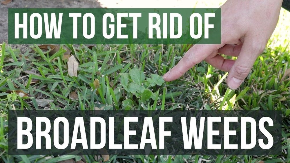 How to Get Rid of Broadleaf Weeds in Your Garden