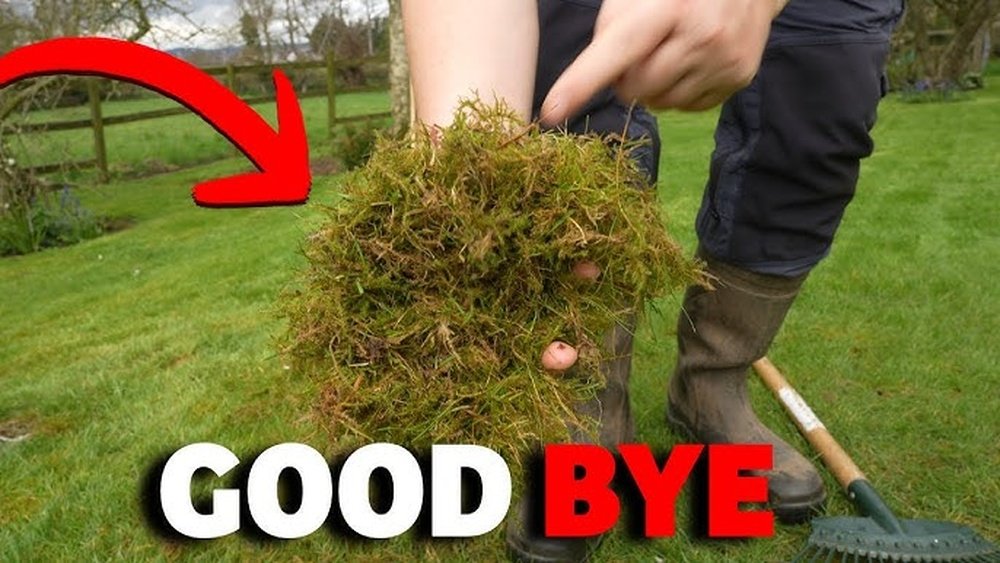 How to Get Rid of Lawn Moss Naturally
