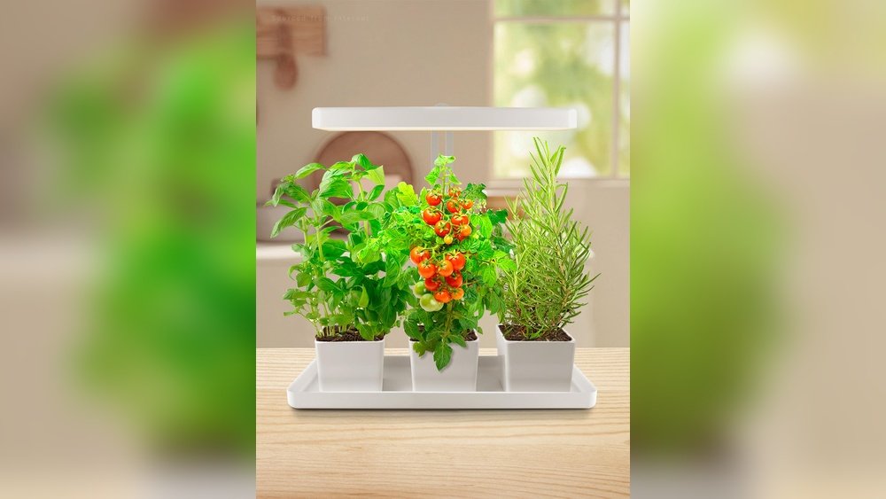 How to Grow an Indoor Herb Garden from Seeds