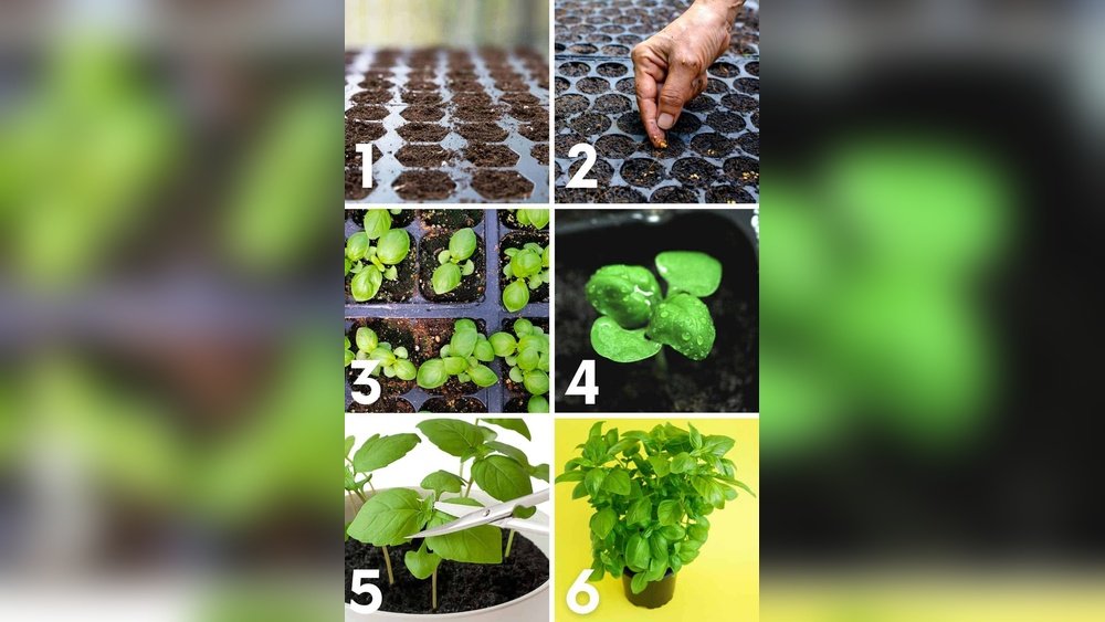 How to Grow Basil from Seeds Indoors